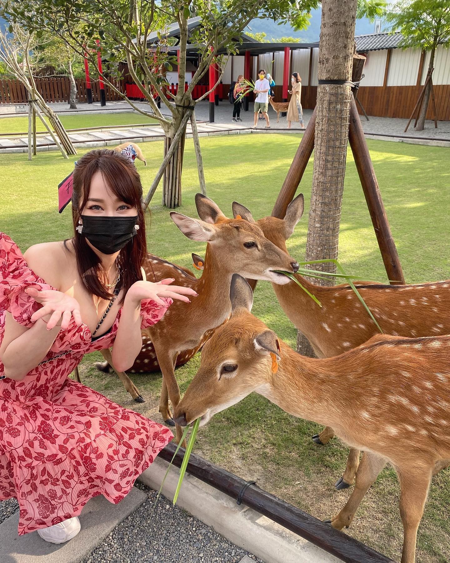 多圖／林佩瑤低胸洋裝餵食梅花鹿「形狀被看光」超兇！